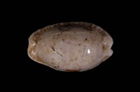 藏品(腰斑寶螺)的圖片